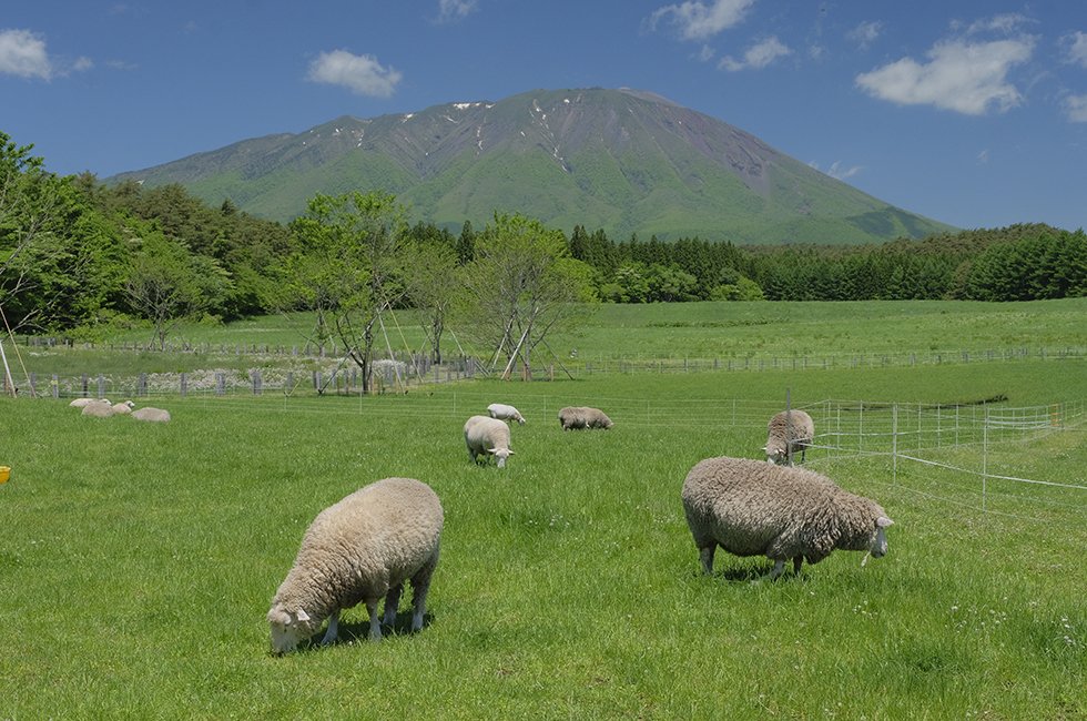 🏞️ 야마나시 현립 마키바 공원(山梨県立 まきば公園) 이미지 5